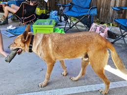 Lost Dog in Rockhampton - Injured Paw