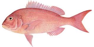 Cá Biển Rạng Thiên Nhiên Tươi Mỗi Ngày - 4