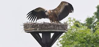 gänsegeier
