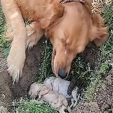 Dog Covered in Porcupine Quills Gets Life-Saving Help from ...