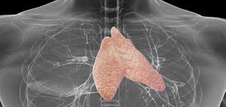 thymus organ