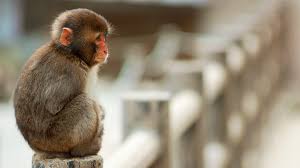 Image result for MONKEYS