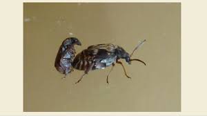 Image result for seed beetles