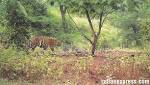 Man-eater Pandharkawda tigress shot dead
