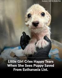 The Animal - When a little girl in Houston, Texas, saw a ...