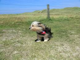 Image result for dog in wind