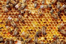 Image result for honeycomb pictures