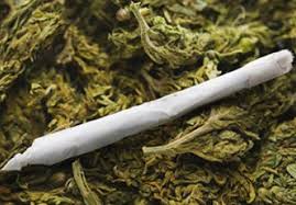 Image result for pictures of marijuana