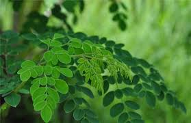 Image result for horseradish tree