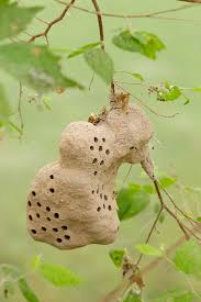 Image result for black and yellow mud dauber