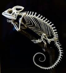 Resultado de imagen de imagenes iguana skeleton