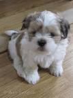 Lhasa apso valpar