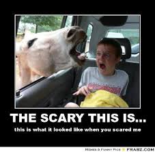 Image result for Animal Meme