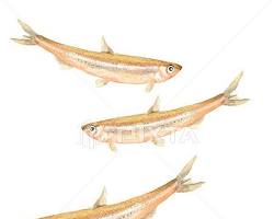 わかさぎ イラスト フリーの画像