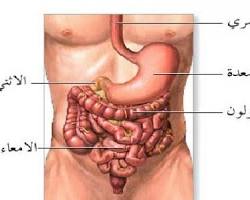 صورة المعدة (جسم الإنسان)