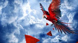 Image result for macaw parrot hd