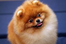 Résultat de recherche d'images pour "dog show"