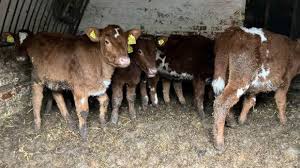 jennifer bennett uttoxeter cattle case