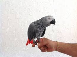 Image result for african grey parrot for sale