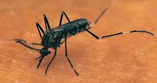 Image result for zika virus