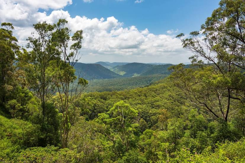 Plasterer in Numinbah Valley, QLD, Australia