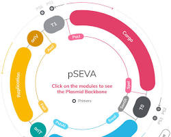 Image of genetic circuit constructed using SEVA plasmids