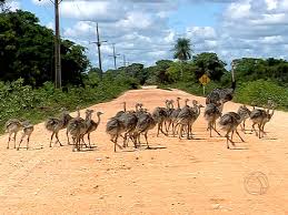 Resultado de imagem para pantanal matogrossense