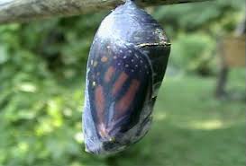 Image result for life cycle of a butterfly egg