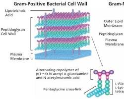 Image of Peptidoglycan in bacterial cell wall