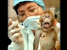 Image result for animal testing