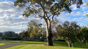 News source: Glam Adelaide