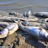Story image for fish die from CRIENGLISH.com
