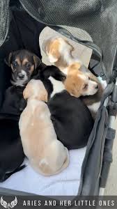 🌟 Foster Field Trip Fun! 🌟 The 4-week-old sixtuplets and ...