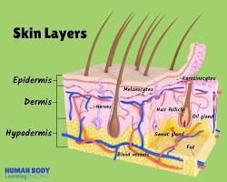 Image of Dermis skin layer anatomy diagram