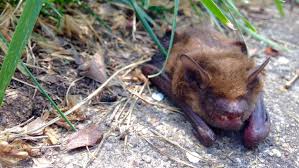 Rabid bat found in Seattle near the University of Washington