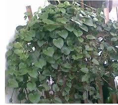 Hasil gambar untuk foto daun binahong