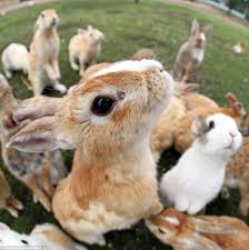 Image result for RABBIT