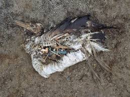 Image result for MORRE DE SEDE PASSAROS