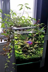 Image result for betta fish tank