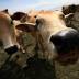 Entitlements under scrutiny after cow killing