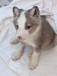 Image result for arctic and antarctic animals and birds