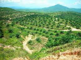 Image result for LADANG SAWIT