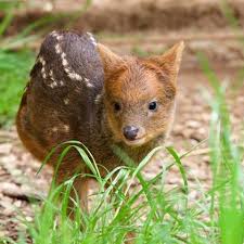 Résultat de recherche d'images pour "pudu"