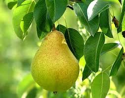 pear tree ile ilgili görsel sonucu