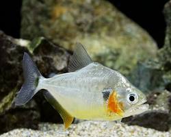 観賞魚としてのピラニアの画像