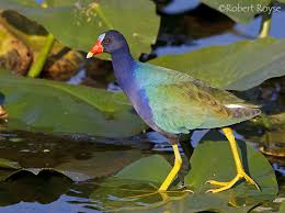 Image result for purple gallinule
