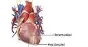 Herzbeutelentzundung
