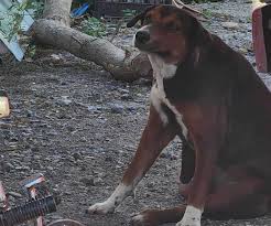 Recomiendan hidratar mascotas ante altas temperaturas en Camargo