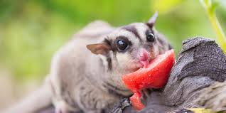 Hasil gambar untuk sugar glider