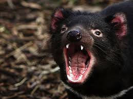 Image result for Tasmanian Devil